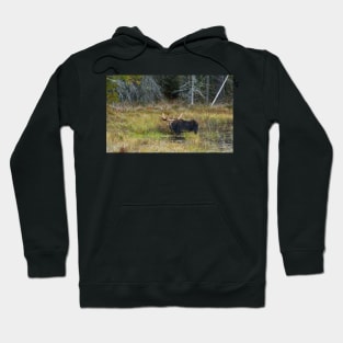 Bull Moose, Algonquin Park Hoodie